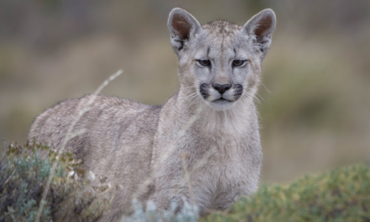 Puma Photo Safari Torres del Paine (Winter)